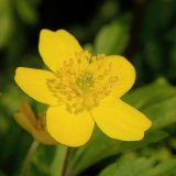 Die Blüte des gelben Buschwindröschens (Anemone ranunculoides) zeigt den typischen Blütenaufbau des Hahnenfußgewächse (Ranunculaceae).