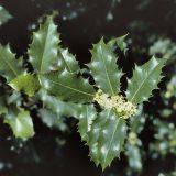 Der Ilex (Ilex aquifolium) ist im Laubwald weit verbreitet und recht häufig.