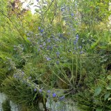 Die warme, recht trockene Mauerkrone besiedelt vereinzelt auch der Gewöhnliche Natternkopf (Echium vulgare) mit seinen blau-violetten Blüten.