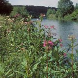 Das Drüsige Springkraut (Impatiens glandulifera), ein Neophyt aus Ostindien, hat sich in den letzten Jahrzehnten auch an den Ufern der Ruhr immer weiter ausgebreitet.