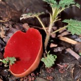 Der seltene zinnoberrote Becherling (Sarcoscypha coccinea) wächst auf Totholz in feuchten Auwaldbereichen.