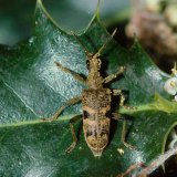 Die Blüten des Ilex (Ilex aquifolium) bieten im Frühjahr verschiedenen Insekten wie dem Schrotzangenbock (Rhagium mordax) Pollennahrung.