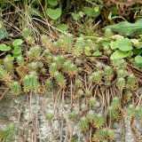 Auf der Mauerkrone ist auch die wärmeliebende Felsen-Fetthenne (Sedum rupestre) mit ihren verdickten Blättern zu finden.