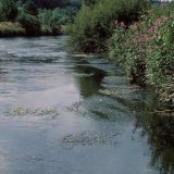 Der flutende Hahnenfuß (Ranunculus fluitans) ist eine untergetauchte, bis 5 Meter lange Pflanze in schnell fließenden Gewässern. In der Ruhr ist er häufig und bildet dort große Bestände.