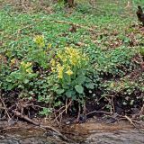 Die Wald-Schlüsselblume (Primula elatior) wächst auf nährstoffreichen, humosen Böden.