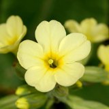 Die Wald-Schlüsselblume (Primula elatior) bildet zwei verschiedene Formen von Blüten aus. Hier im Bild sieht man eine Blüte mit langem Griffel am Blüteneingang und Staubbeuteln - nicht erkennbar - im mittleren Kelchbereich. Im nächsten Bild ist die umgekehrte Anordnung der Fortpflanzungsorgane in der Kronröhre zu erkennen. Durch die unterschiedliche Blütenform zwischen den Pflanzen wird die Selbstbestäubung verhindert.