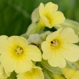 Neben den langgriffliligen Pflanzen bilden andere Wald-Schlüsselblumen (Primula elatior) nur einen kurzen Griffel mit Staubbeuteln am Blüteneingang aus. Die umgekehrte Anordnung ist im vorangegangenen Bild zu sehen.