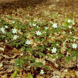 Das weiße Buschwindröschen (Anemone nemorosa) ist ein typischer Frühjahrsblüher, der mit seinen weißen Blütensternen größere Bodenflächen bedeckt. Überwinterungsorgan ist ein Rhizom (Wurzelspross).