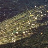 Der Flutende Hahnenfuß (Ranunculs fluitans) besitzt fadenförmig zerteilte Wasserblätter. Die weißen Blüten an den blassen Pflanzensprossen ragen mit kurzen Stielen aus dem Wasser. Sie zeigen die Zugehörigkeit dieser Wasserpflanze zur Familie der Hahnenfußgewächse.