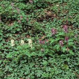 In der Bachaue ist der hohle Lerchensporn (Corydalis cava) verbreitet. Neben Pflanzen mit rosa-violetten Blüten können in einem Bestand auch solche mit weißen Blüten wachsen.