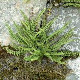 Zu den Mauerfarnen gehört der Braunstielige Streifenfarn (Asplenium trichomanis). Er wächst in Mauerfugen und bevorzugt schattige, etwas feuchte Stellen.