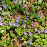 Auf dem basischen Boden der Sternhelle vertritt das Waldveilchen (Viola reichenbachiana) das Hainveilchen (Viola riviniana), welches im Rumbecker Holz auf saurem Boden verbreitet ist.