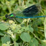 Das metalisch grün-blau glänzende Männchen der Gebänderten Prachtlibelle (Calopteryx splendens) weist in den Flügeln ein dunkles Band auf.