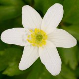 Die Blüte des weißen Buschwindröschens (Anemone nemorosa) lässt den Blütenaufbau der Hahnenfußgewächse (Ranunculaceae) erkennen.