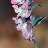 Der Blütenstand des Hohlen Lerchensporns (Corydalis cava) weist im Gegensatz zum Gefingerten Lerchensporn (Corydalis solida) unzerteilte Hochblätter auf.