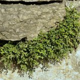 Die Mauerraute (Asplenium ruta-muraria) ist ein kalkliebender Mauerspaltenfarn an lichten, trockeneren Stellen.