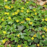 Das Scharbockskraut (Ranunculus ficaria) gehört ebenfalls zu den häufigen Frühjahrsblühern. Es bevorzugt feuchte, humose Böden.