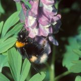 Der Hohle Lerchensporn (Corydalis cava)  ist als Frühblüher eine begehrte Nektarquelle der Erdhummel (Bombus terrestris).