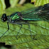 Die Gebänderte Prachtlibelle (Calopteryx splendens) ist entlang der Ruhr weit verbreitet und häufig. Die Männchen besetzen Reviere entlang der bewachsenen Uferstreifen und verteidigen diese gegen Konkurrenten. Haupteiablageplatz der Weibchen sind die Bestände des Flutenden Hahnenfußes (Ranunculus fluitans).