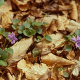 Das Hainveilchen (Viola riviniana) ist ein weiterer Frühjahrsblüher in der Laubschicht des Laubmischwaldes. Es besitzt als Überwinterungsorgan ein Rhizom.