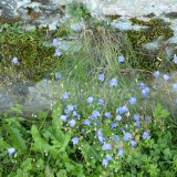 Die rundblättrige Glockenblume (Campanula rotundifolia) wächst mit ihrer Pfahlwurzel in Fels- und Mauerspalten.
