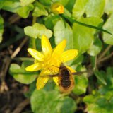 Die nektarreichen Blüten des Scharbockskrauts (Ranunculus ficaria) locken vor allem Fliegen wie den Großen Wollschweber (Bombylius major) an.
