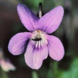Die blass-viollette Blüte des Hainveilchens (Viola riviniana) wird u. a. von Hummeln und Käfern besucht.