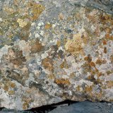 Auf den alten Mauersteinen der wenig bewachsenen, sonnenzugewandten Außenseite der Mauer ist oft ein Mosaik aus verschiedenen Krustenflechten zu finden.