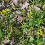 Im zeitigen Frühjahr blüht in der Sternhelle auch der Wald-Gelbstern (Gagea lutea).