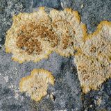 Zu den besonders auffälligen Flechten gehört der orangerote Schönfleck (Caloplaca aurantia).