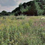 Die blühende Hochstaudenflur, z.B. mit Wiesenflockenblume (Centaurea jacea), Rainfarn (Tanacetum vulgare), Echtem Johanniskraut (Hypericum perforatum), Gewöhnlichem Leinkraut (Linaria vulgaris), Wiesen-Bärenklau (Heracleum spondyleum) und Wiesen-Labkraut (Galium mollugo) ist eine hervorragende Insektenweide und Lebensraum mehrerer Spinnenarten. Durch die Erweiterung des Ruhrbetts 2007 ging ein Teil der Hochstaudenflur verloren. An anderer Stelle sind bereits neue Fluren entstanden.