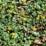 Zu den Frühjahrsblühern zählt auch das Scharbockskraut (Ranunculus ficaria). Überwintersorgan sind Wurzelknollen. Das Scharbockskraut bevorzugt feuchte Bodenstellen.