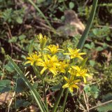 Der Wald-Gelbstern (Gagea lutea) gehört zu den Liliengewächsen und besitzt wie andere Lilien eine Zwiebel als Überwinterungsorgan.