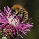 Eine Ackerhummel (Bombus pascuorum) auf der Blüte der Wiesenflockenblume (Centaurea jacea).