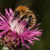 Eine Ackerhummel (Bombus pascuorum) auf der Blüte der Wiesenflockenblume (Centaurea jacea).