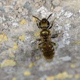 Die kleine Mauer-Schmalbiene (Lasioglossum nitidulum) schimmert bronzefarben-metallisch.