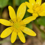 Die Blüte des Scharbockskrauts (Ranunculus ficaria) besitzt meist acht Kronblätter, die am Grund Nektardrüsen aufweisen.