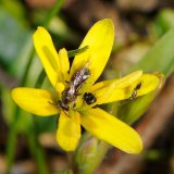 Im März bietet die Blüte des Wald-Gelbsterns (Gagea lutea) vielen Insekten Nektar- und Pollennahrung, wie Wildbienen, kleinen Schlupfwespen oder Blütenkäfern.