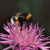 Eine mit Pollen beladene Erdhummel (Bombus terrestris) auf der Blüte der Wiesenflockenblume. (Centaurea jacea)