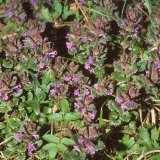 Der Gundermann (Glechoma hederacea) bildet mit langen Ausläufern einen dichten Pflanzenteppich dicht über dem Boden.