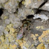 Das Weibchen der Mauer-Schmalbiene (Lasioglossum nitidulum) gräbt Niströhren ist die Kalkmörtelfugen der Mauer.