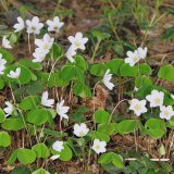 Ein weiterer Frühblüher des Waldes ist der Waldsauerklee (Oxalis acetosella). Er wächst auf sauren, etwas feuchten Böden und ist sehr schattenverträglich. Er überwintert als immergüne Rosettenpflanze und besitzt zusätzlich ein Rhizom. Bei Dunkelheit, Überbelichtung oder tiefen Temperaturen werden die 4 Laubblätter zusammengeklappt "Schlafstellung".