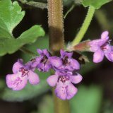 Am kurzen aufrechten Blütenstand des Gundermann (Glechoma hederacea) bilden sich in den Blattachseln kleine blauviolette Lippenblüten.