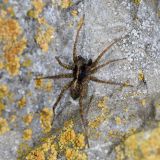Ein Männchen der Wolfsspinne (Pardosa amentata) sucht an der Mauer nach einer Partnerin.