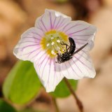 Die Blüte des Sauerklees (Oxalis acetosella) besitzt am Grund der Kronblätter gelbe Nektar-Saftmale. Sie wird im Frühjahr besonders von Fliegen als Nahrungsquelle besucht.