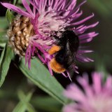 Eine mit Pollen beladene Steinhummel (Bombus lapidarius) auf der Blüte der Wiesenflockenblume (Centaurea jacea).