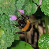 Die vielen Blüten des Gundermann sind im Frühjahr eine beliebte Nahrungsquelle der Hummeln, hier der Erdhummel.