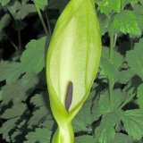 Ab Ende April blüht an schattigen Waldrändern der giftige Gefleckte Aronstab (Arum maculatum). Seine als Kesselfalle ausgebildete Blüte wird von sehr kleinen Schmetterlingsmücken (Psychodidae) bestäubt. Diese werden vom Aasgeruch des violetten Blütenkolbens angezogen.