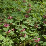 Die gefleckte Taubnessel (Lamium maculatum) bildet in der Krautschicht größere Bestände.