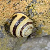 Die weißmündige Bänderschnecke (Cepaea hortensis) ist an der Mauer in verschiedenen Farb- und Bändervarianten zu finden. Bei Hitze und Trockenheit im Sommer hält sie einen Trockenschlaf.